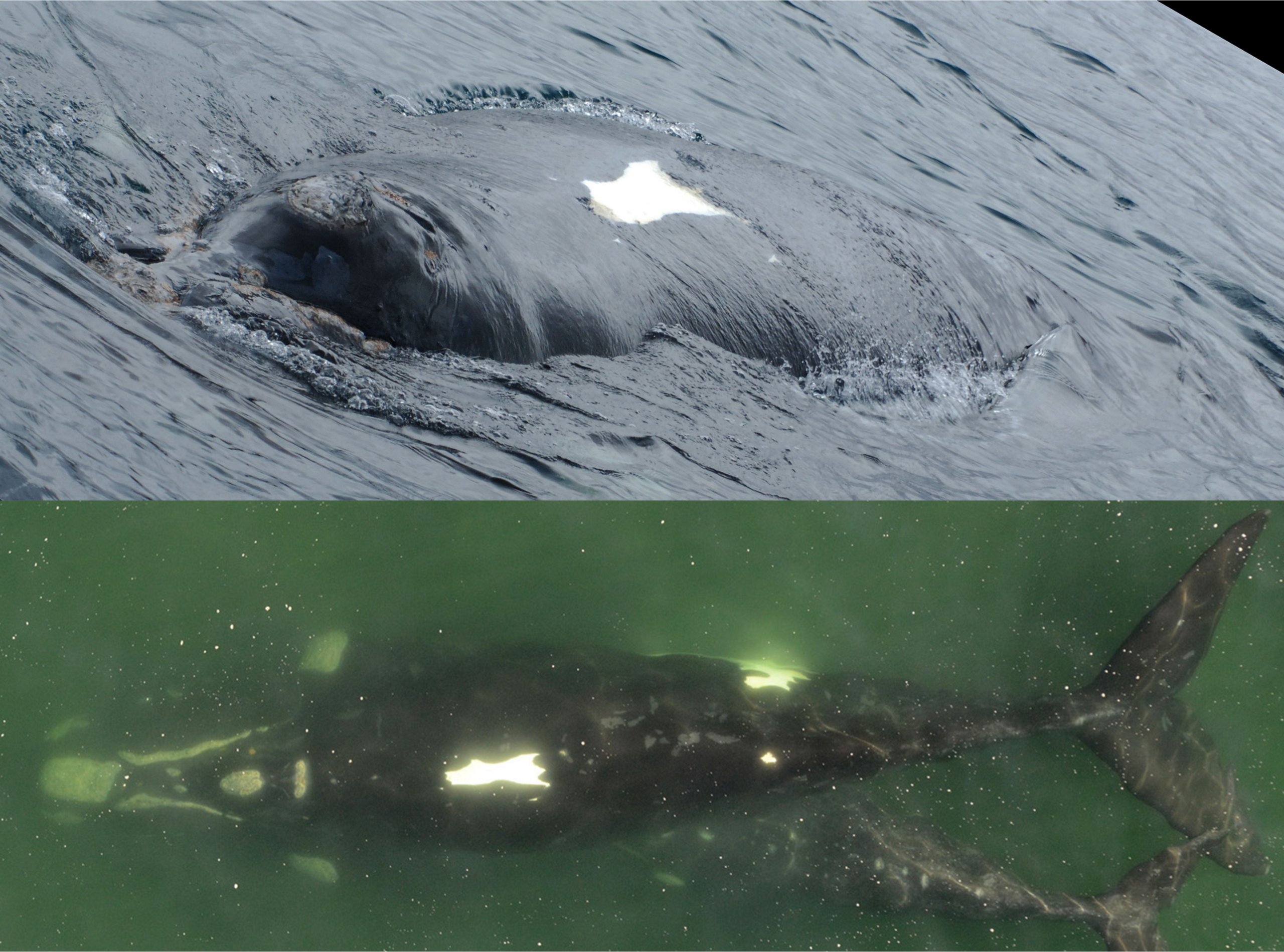 Whale A2226 as a calf photographed by whale watching guide and photographer Stephen Johnson in 2007 (top). Whale A2226 as a mom, photographed during ICB’s annual aerial survey in 2016. Thanks to Stephen’s photo we learned that A2226 was born in 2007 as the daughter of whale A0645, and thus renamed A2226 as A0645-07 (bottom). Image: Stephen Johnson, Instituto de Conservación de Ballenas (bottom).