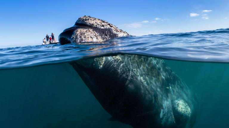 a whale sticks its head out of the water