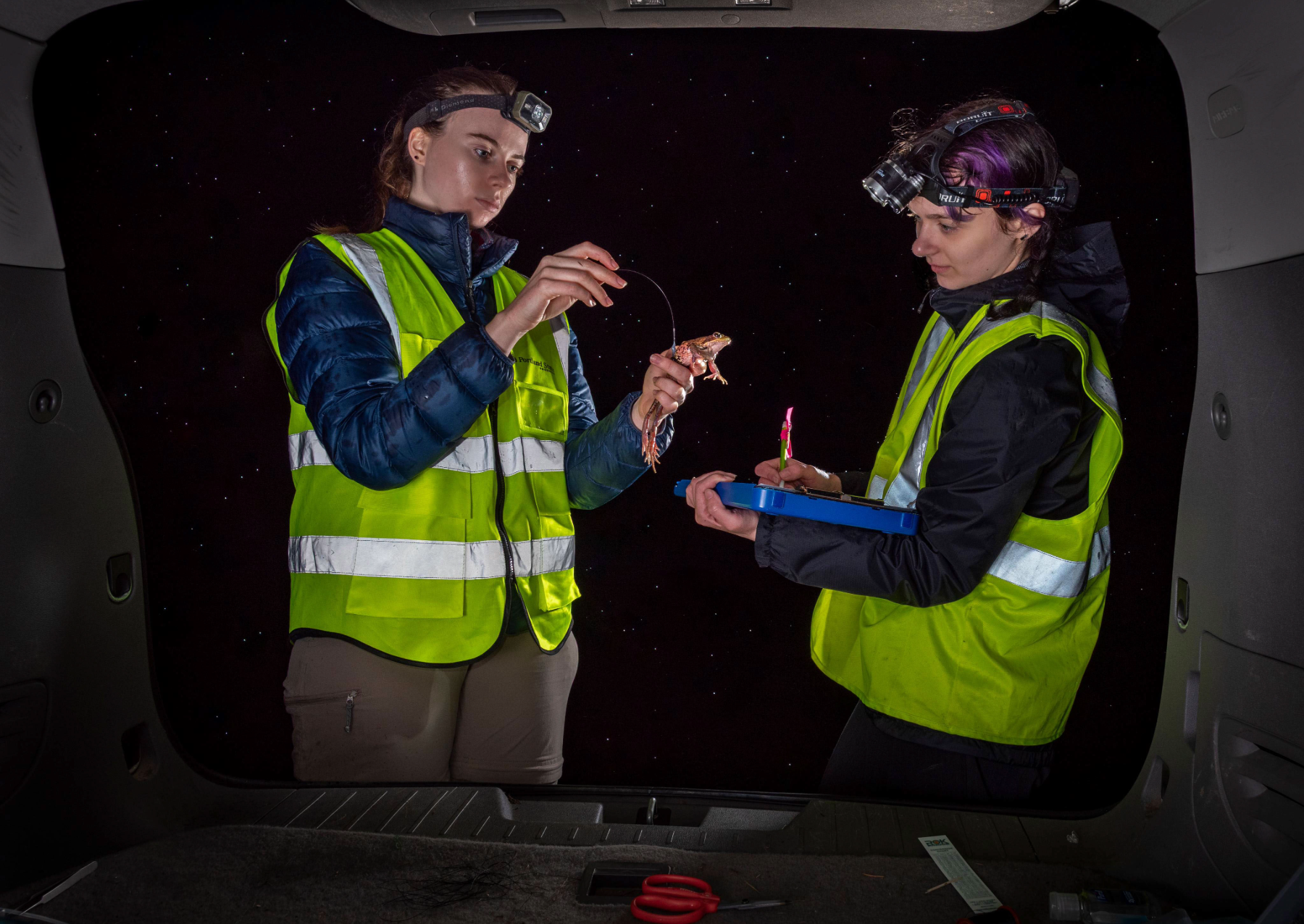 two scientists wearing headlamps and yellow vests study a red frog at night
