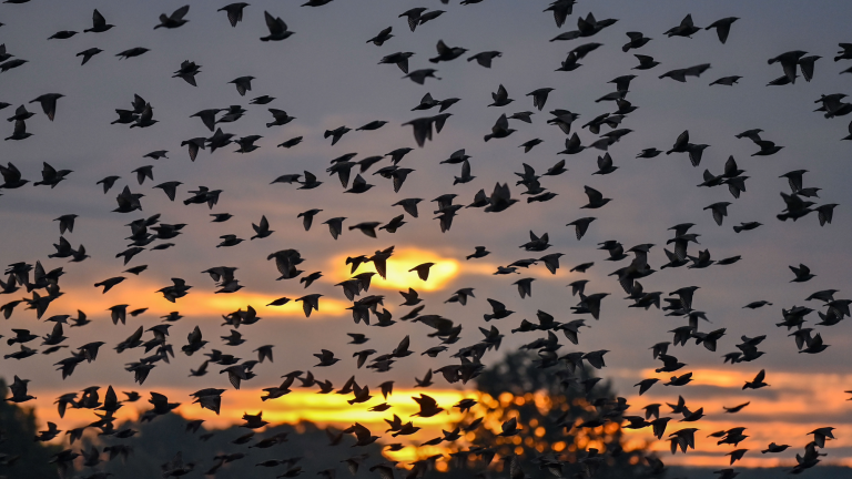 Starlings (‘Sturnus vulgaris’) fly up from a meadow in the early morning. The migratory birds were seen currently gathering for their journey to the southern wintering grounds in Germany on October 10, 2020.