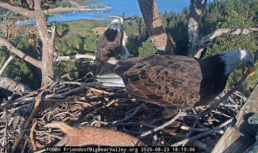 two eagles arranging sticks in a nest