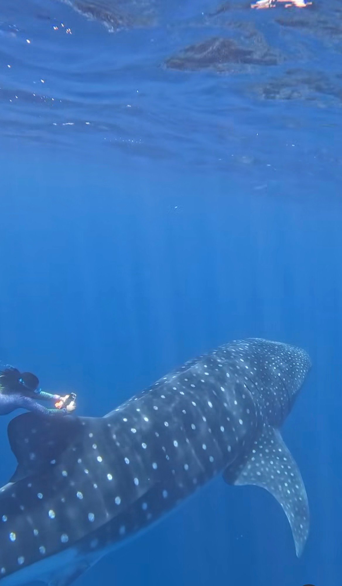 a woman swims up to a whale shark and puts a tag on its fin. the shark is large, blue, and has white spots. the tag looks like a small clamp and goes on the fin