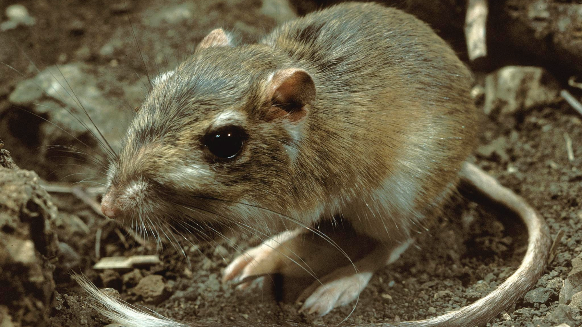 a small brown rodent standing on dirt