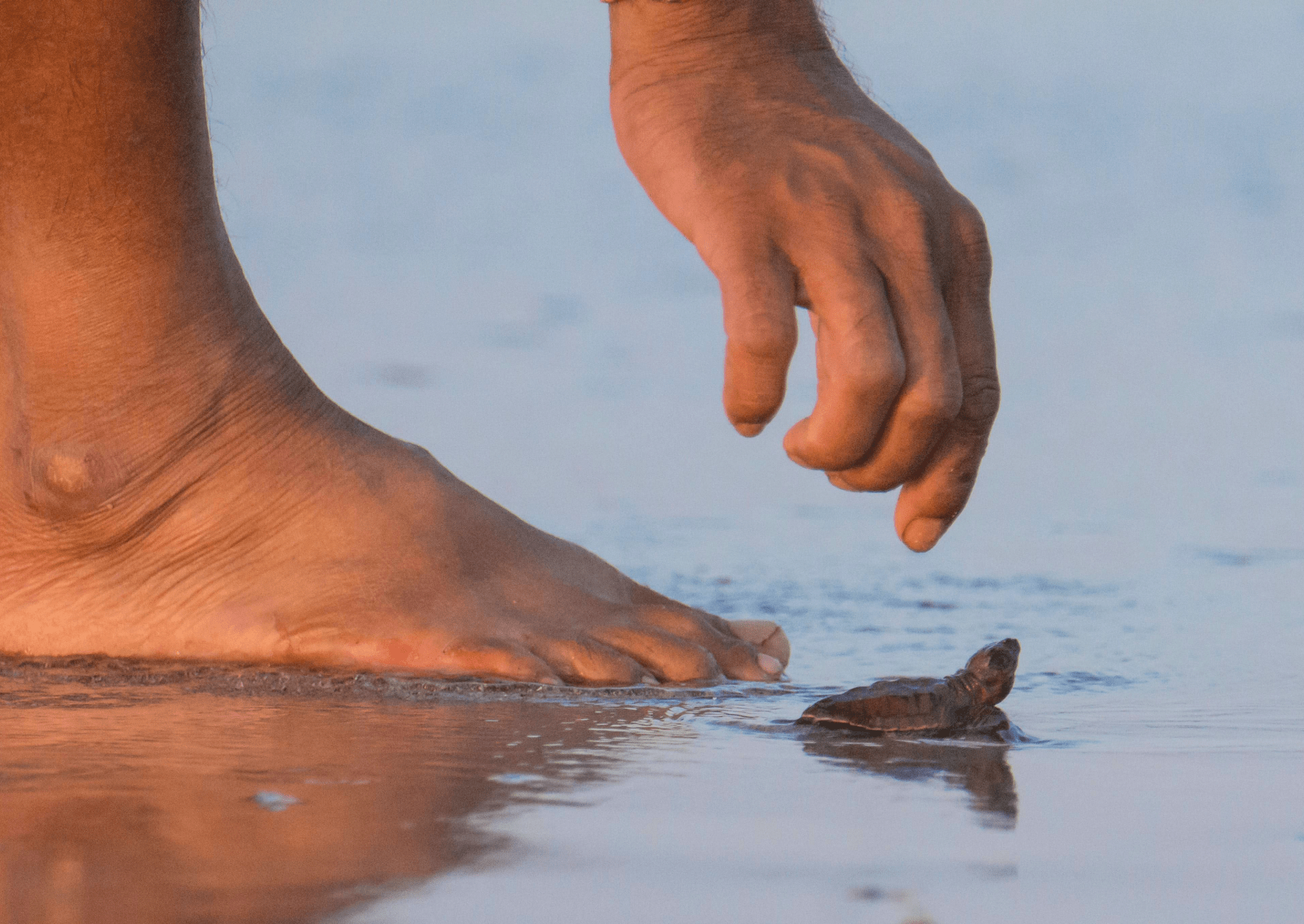 a man places a sea turtle at the edge of the ocean
