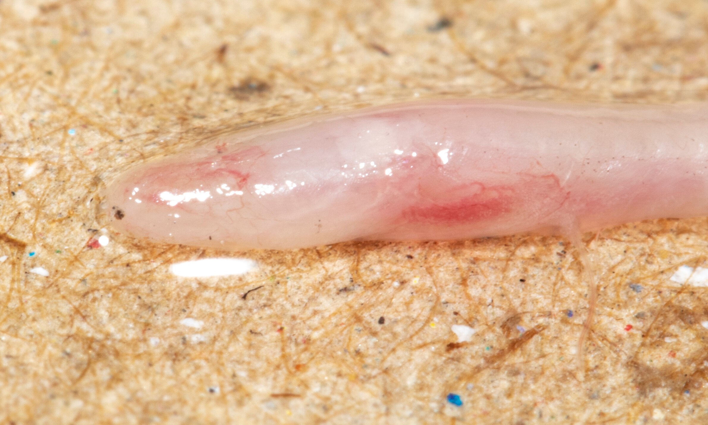 a close up of a transluscent eel with pinkish coloring
