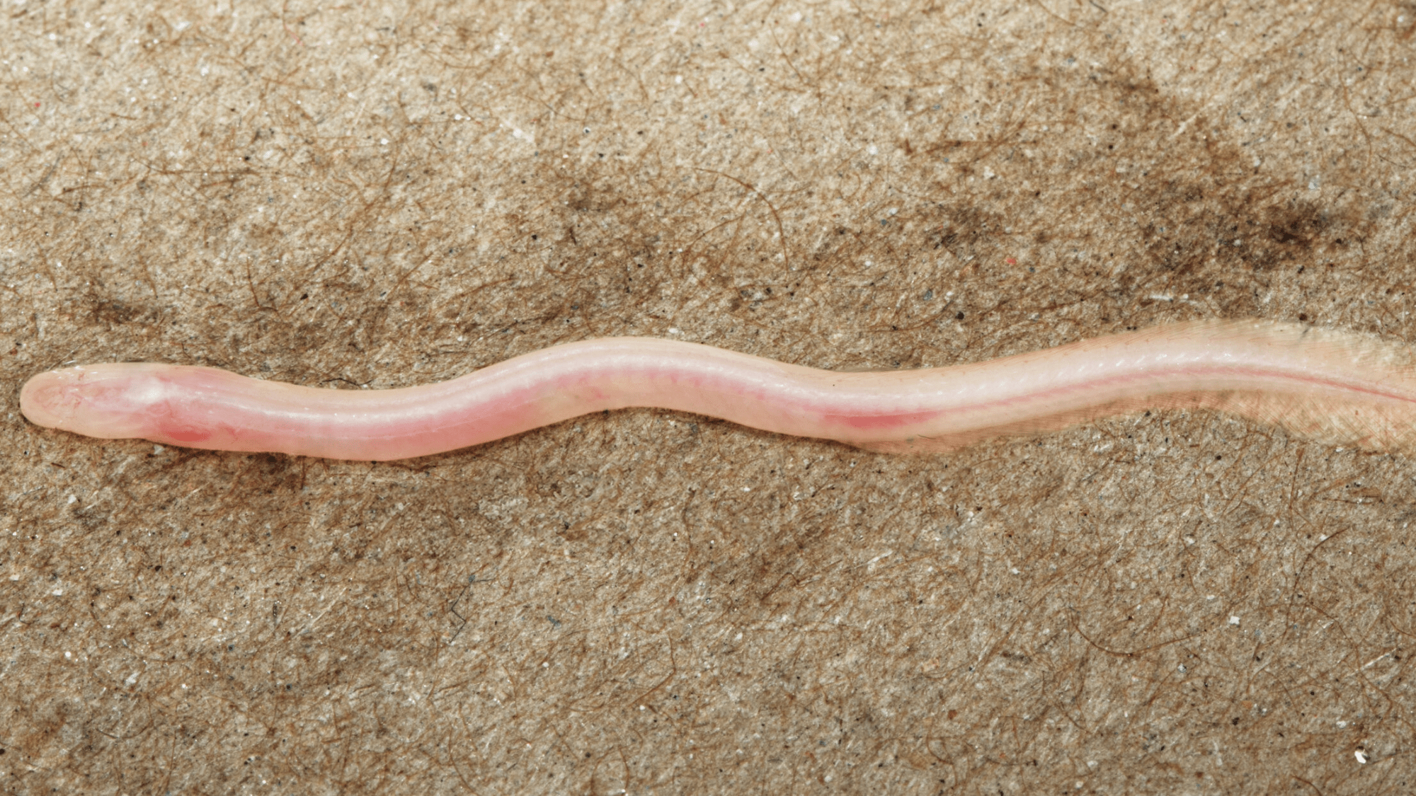 TikTok helps scientists discover new underground, translucent eel in India