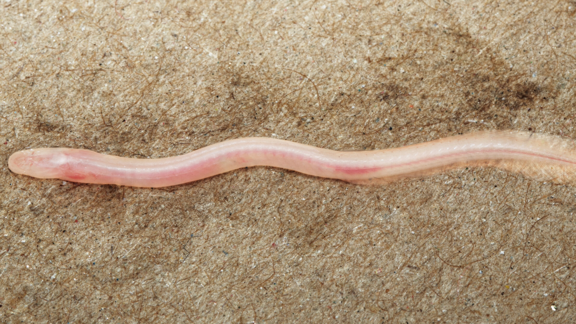 a long thin transluscent eel with pink-ish coloring