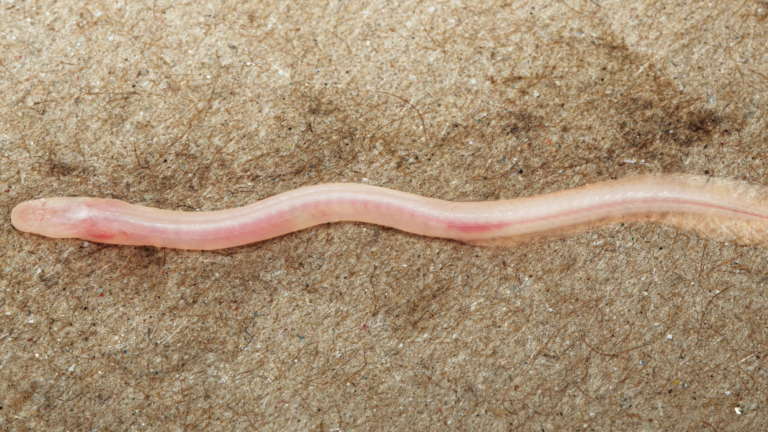 a long thin transluscent eel with pink-ish coloring