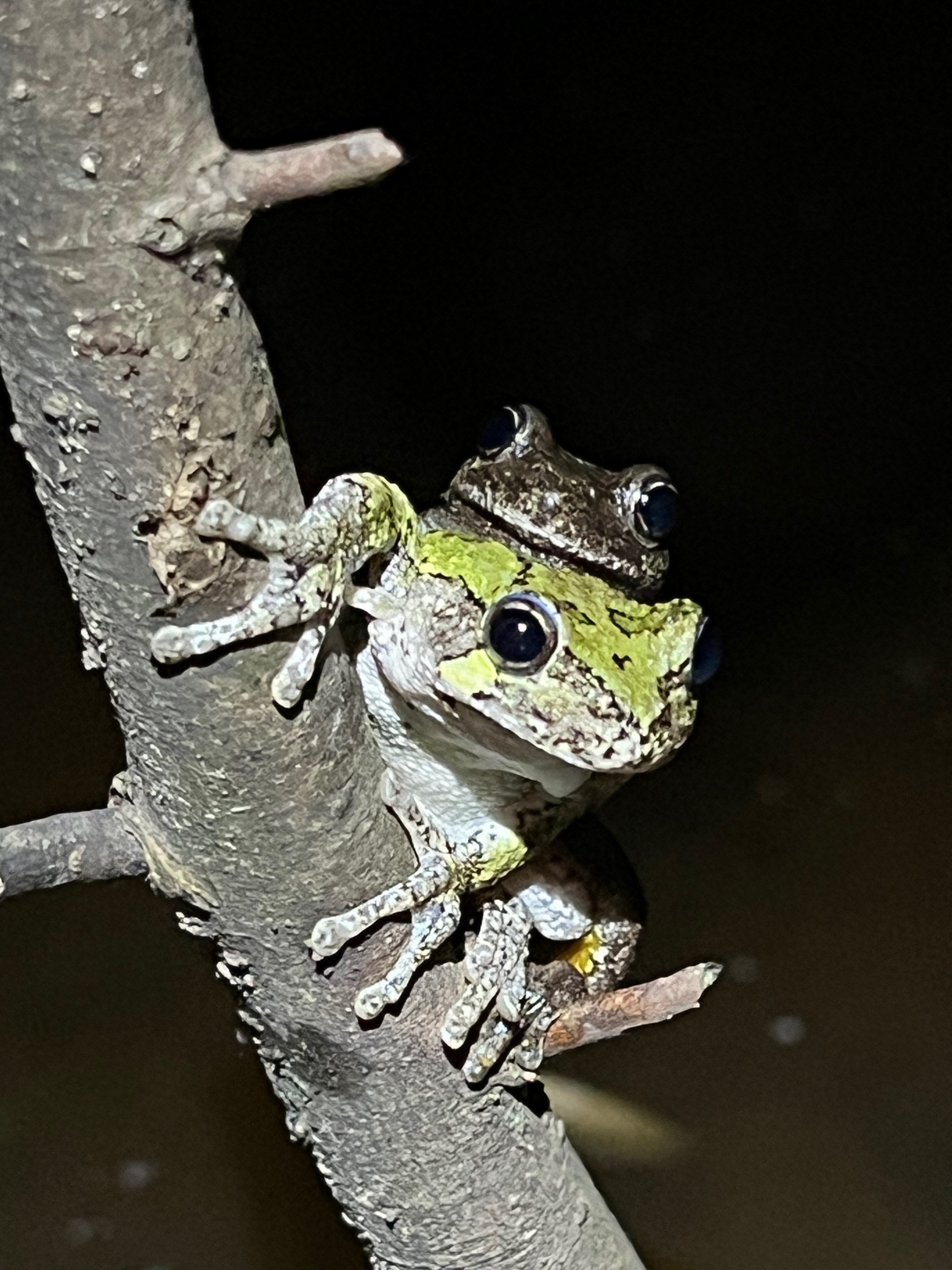two frogs mating on a tree branch