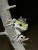 two frogs mating on a tree branch