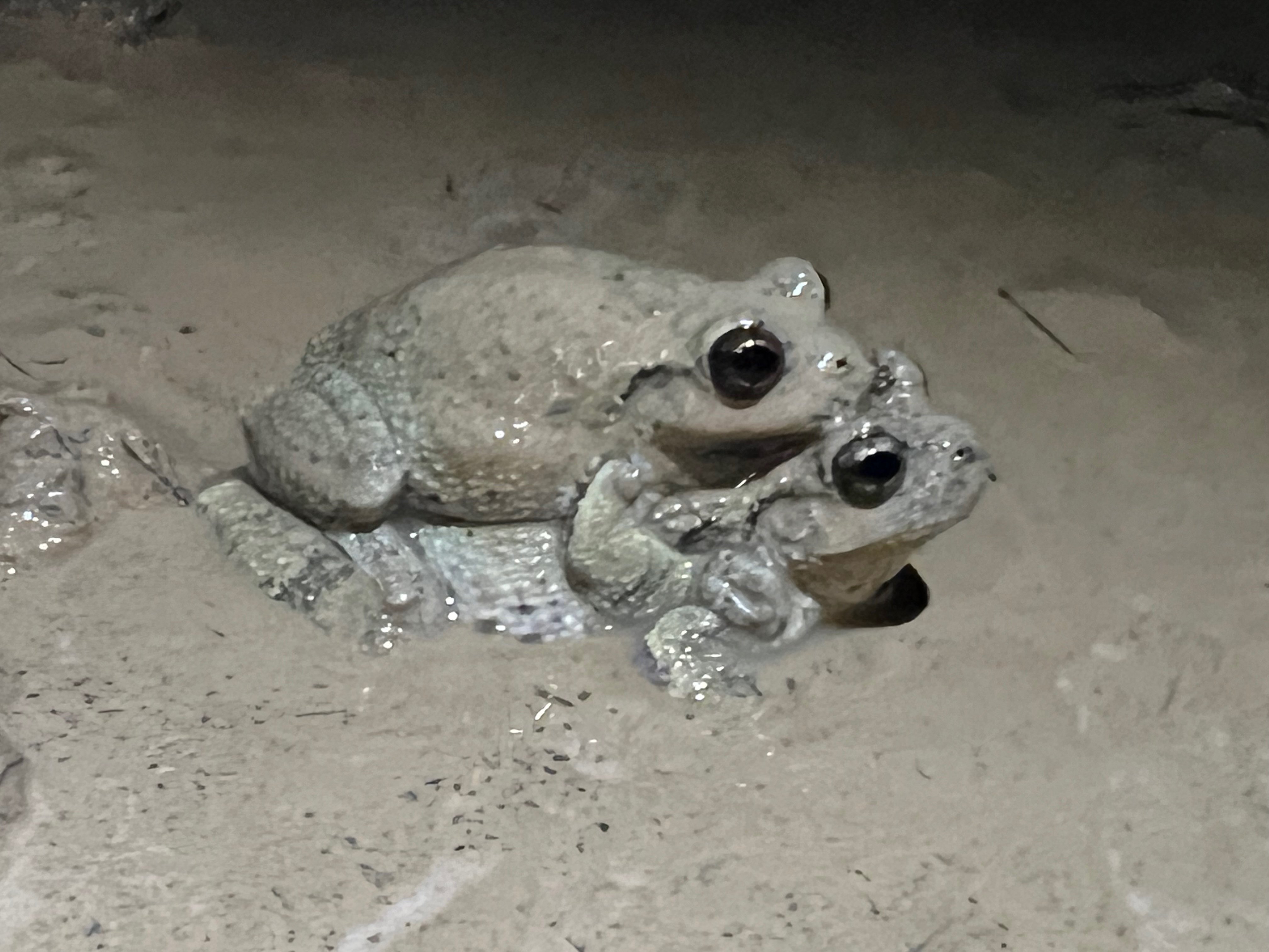 two frogs mating in mud
