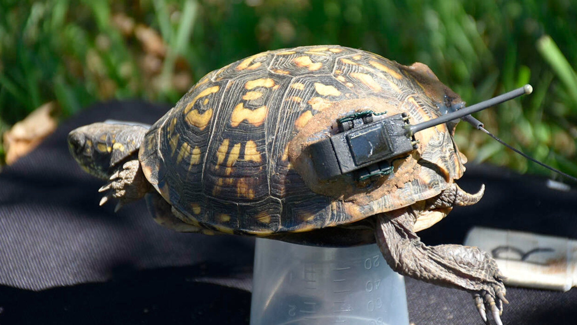 a turtle with a telemetry device on its shell