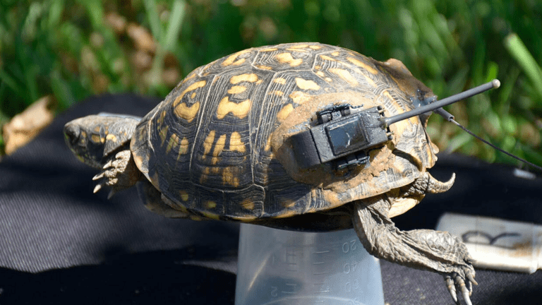 a turtle with a telemetry device on its shell