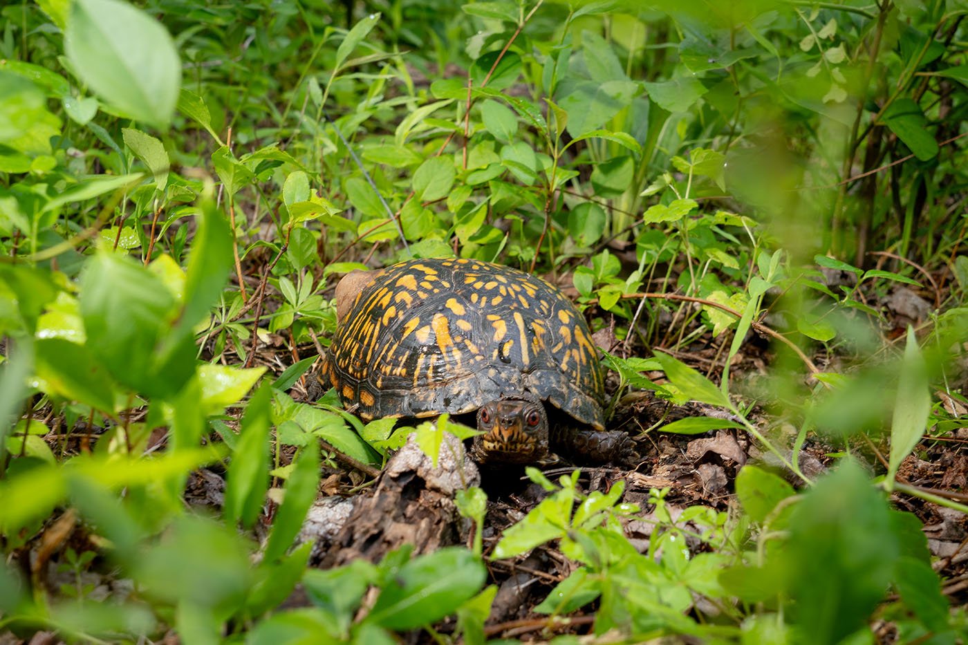 Eastern box turtle (Terrapene carolina carolina). NZCBI's Turtle Conservation Ecology Lab is monitoring populations across landscapes with the goal to develop best management practices that private landowners can implement to support turtle conservation.
