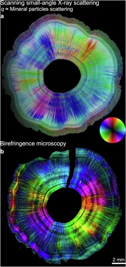 2D Microstructure anisotropy and orientation cross-section comparison. I