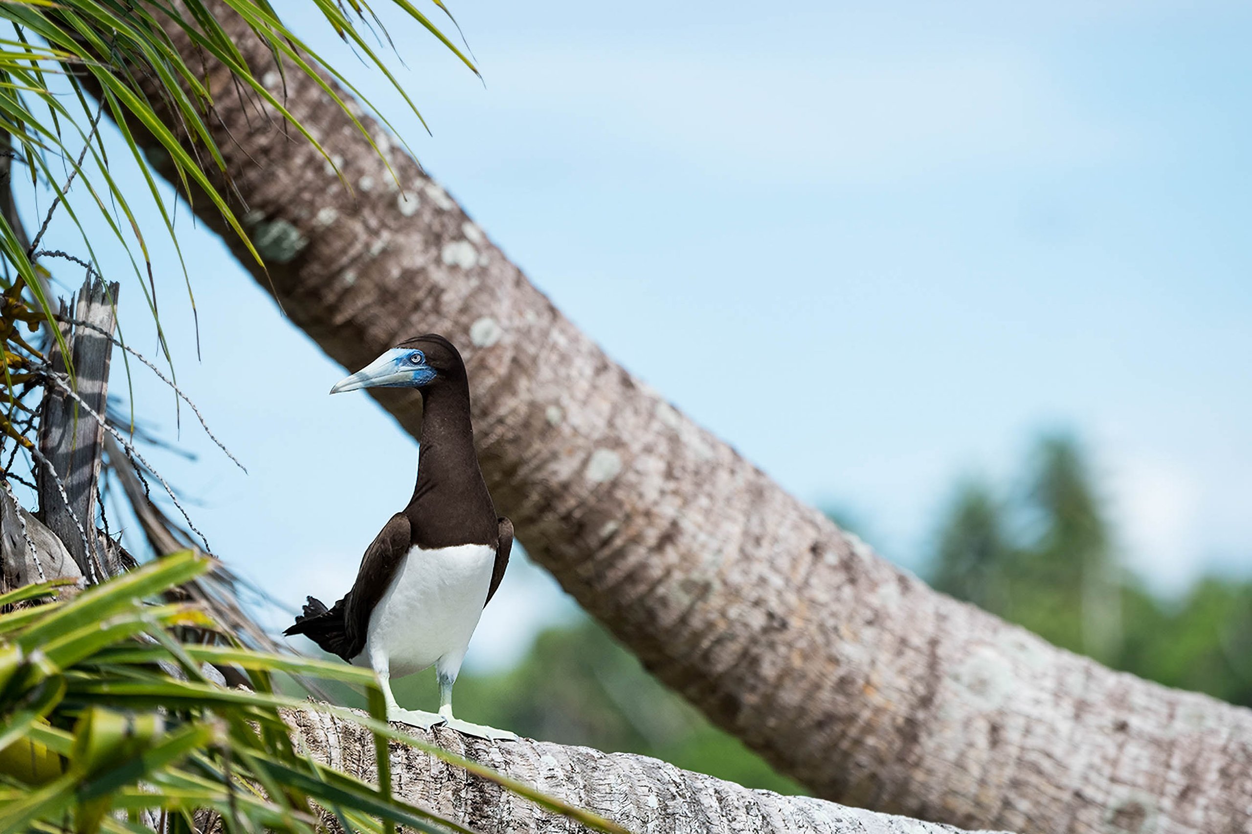 a bird with brown and white feathers, blue around its eyes, and blue feet stands on a tree trunk