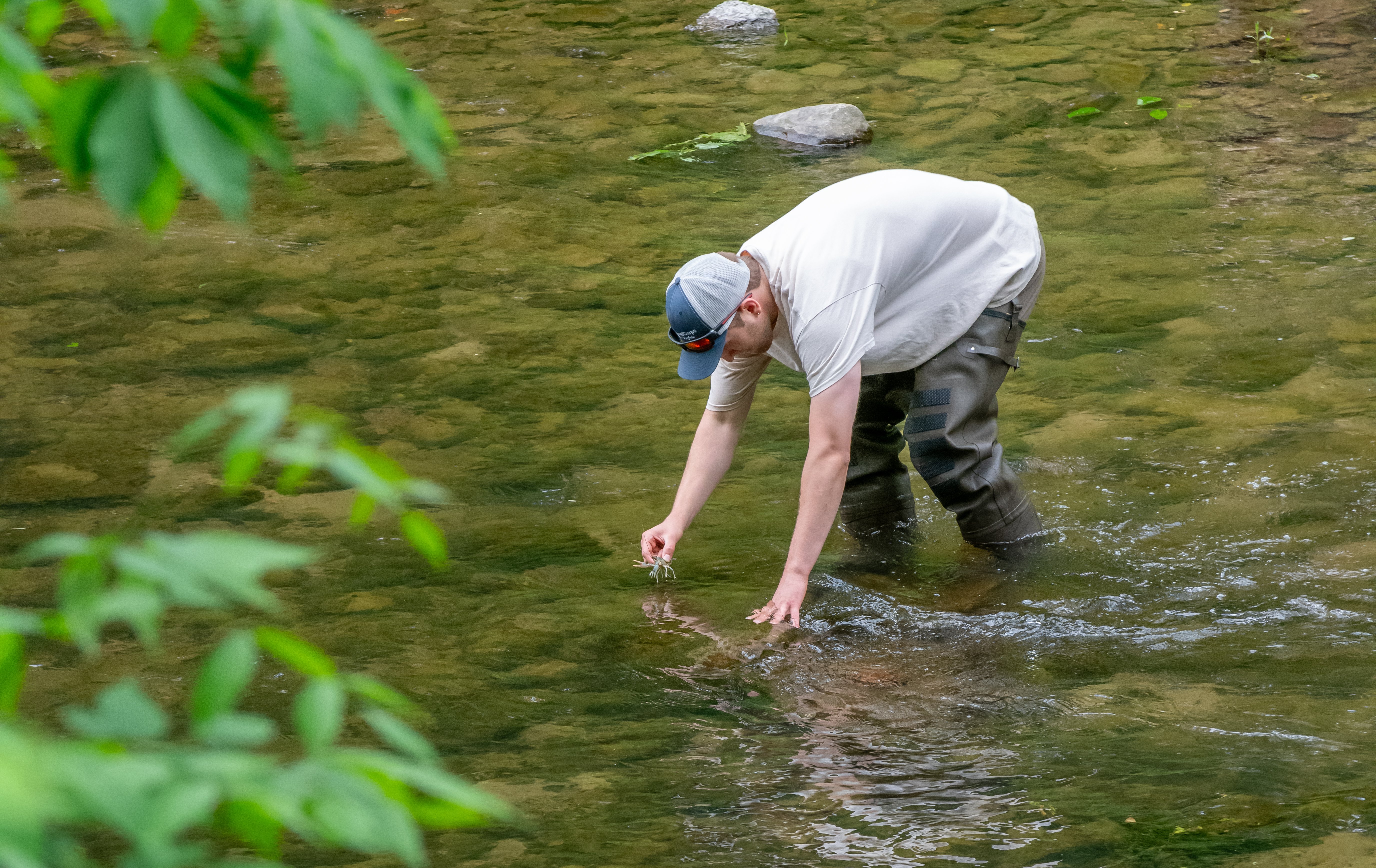 a scientist wearing waders releases fish into a river