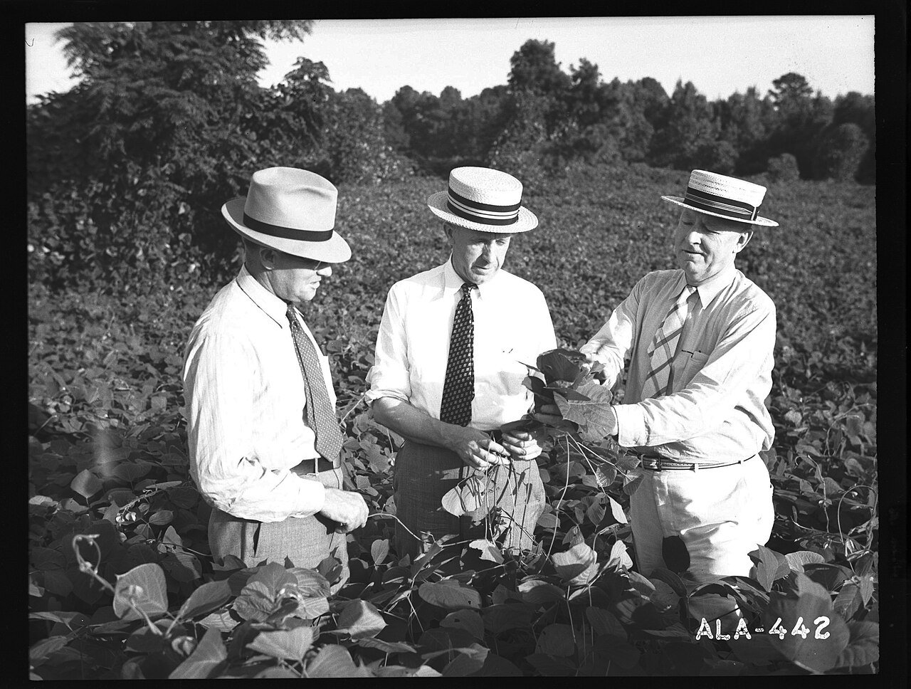 Three white men inspect a green vine in a field.