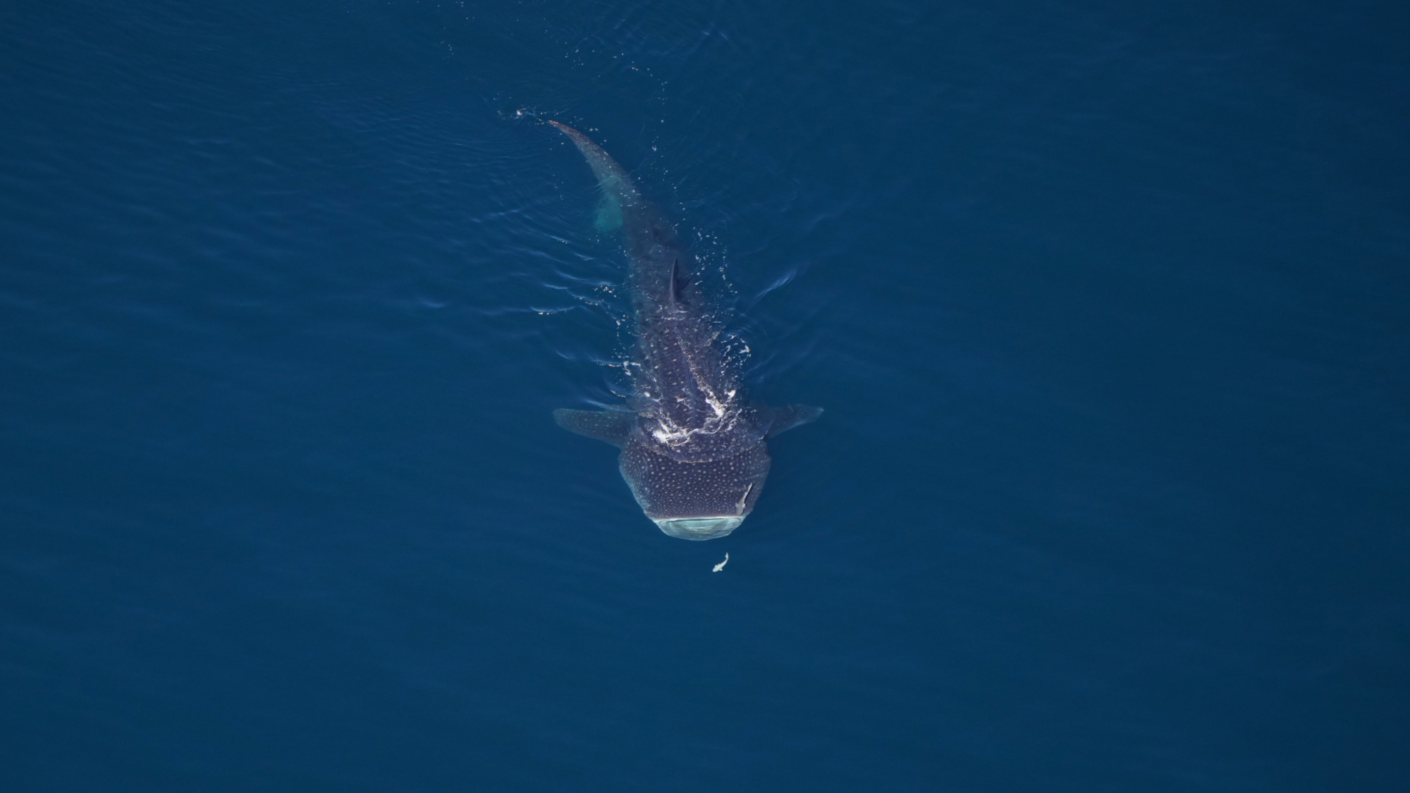 an aerial photo of a whale shark swimming. it has a large wide mouth, and a blue-gray body with white spots