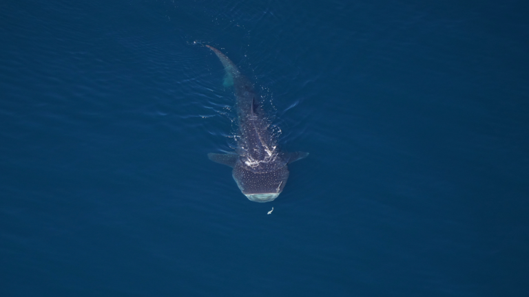an aerial photo of a whale shark swimming. it has a large wide mouth, and a blue-gray body with white spots