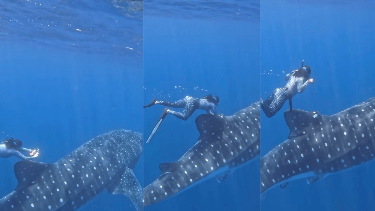 How do you tag the world’s biggest fish? Fins and flexibility.