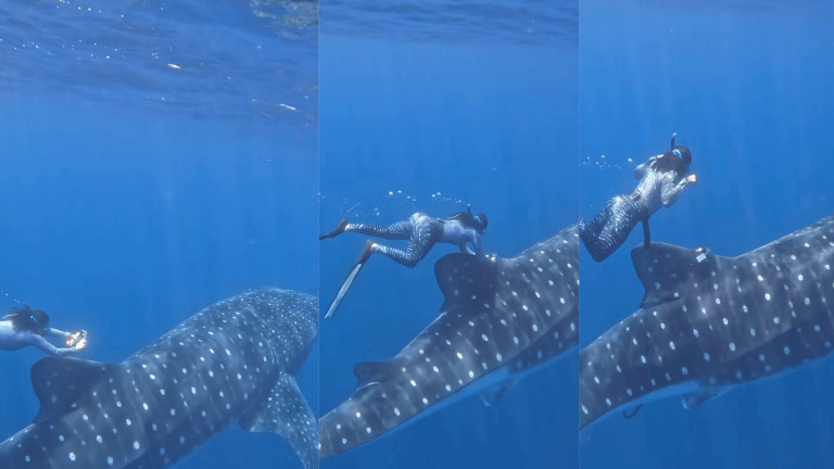 a woman swims up to a large whale shark and puts a tag on its fin