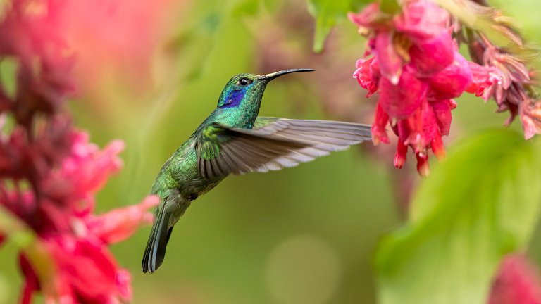 Beautiful blue/green hummingbird flies near bright pink flowers on blurry green background.