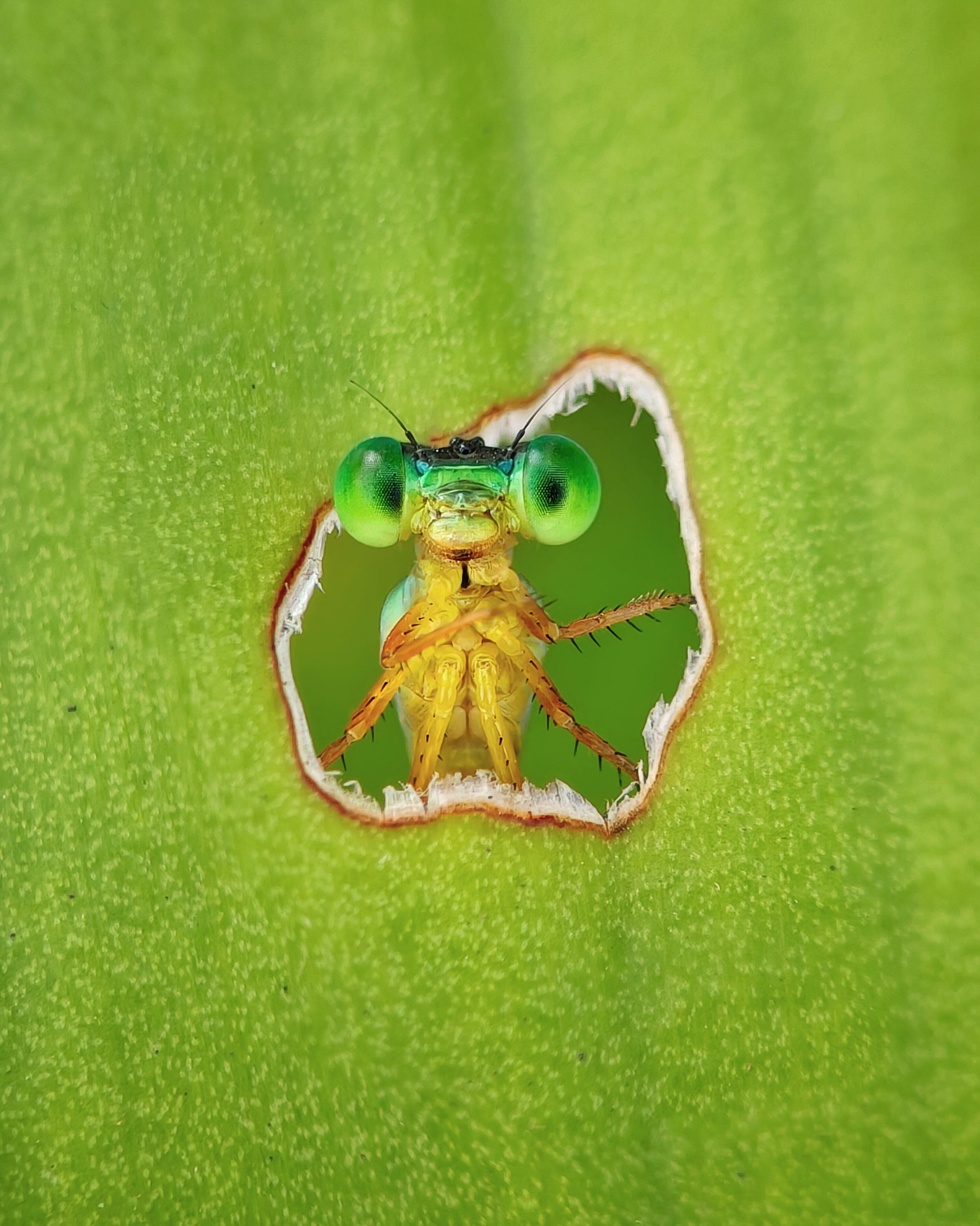 a fly with large eyes peers through a hole in a green leaf