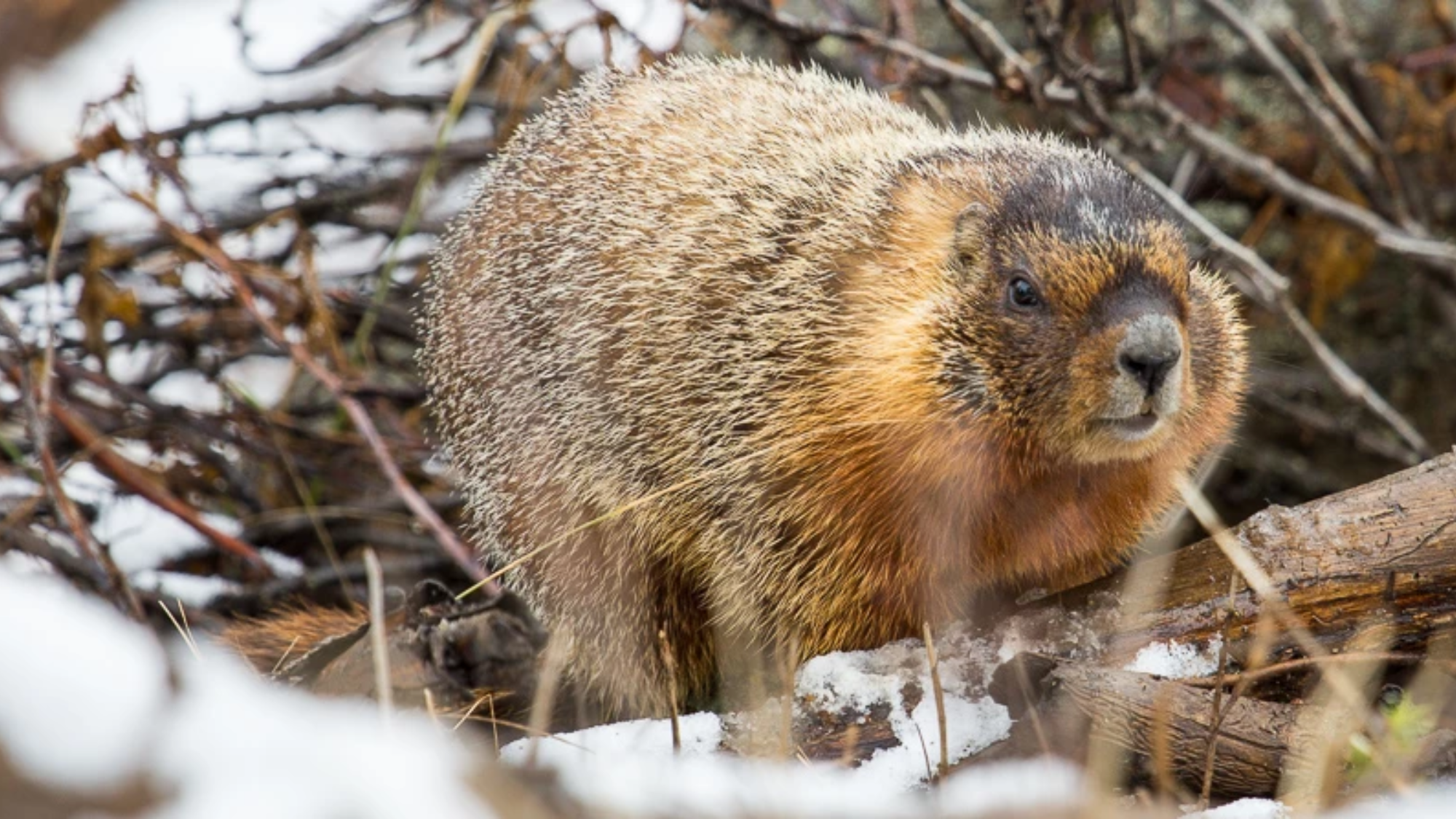 a marmot stands on sticks