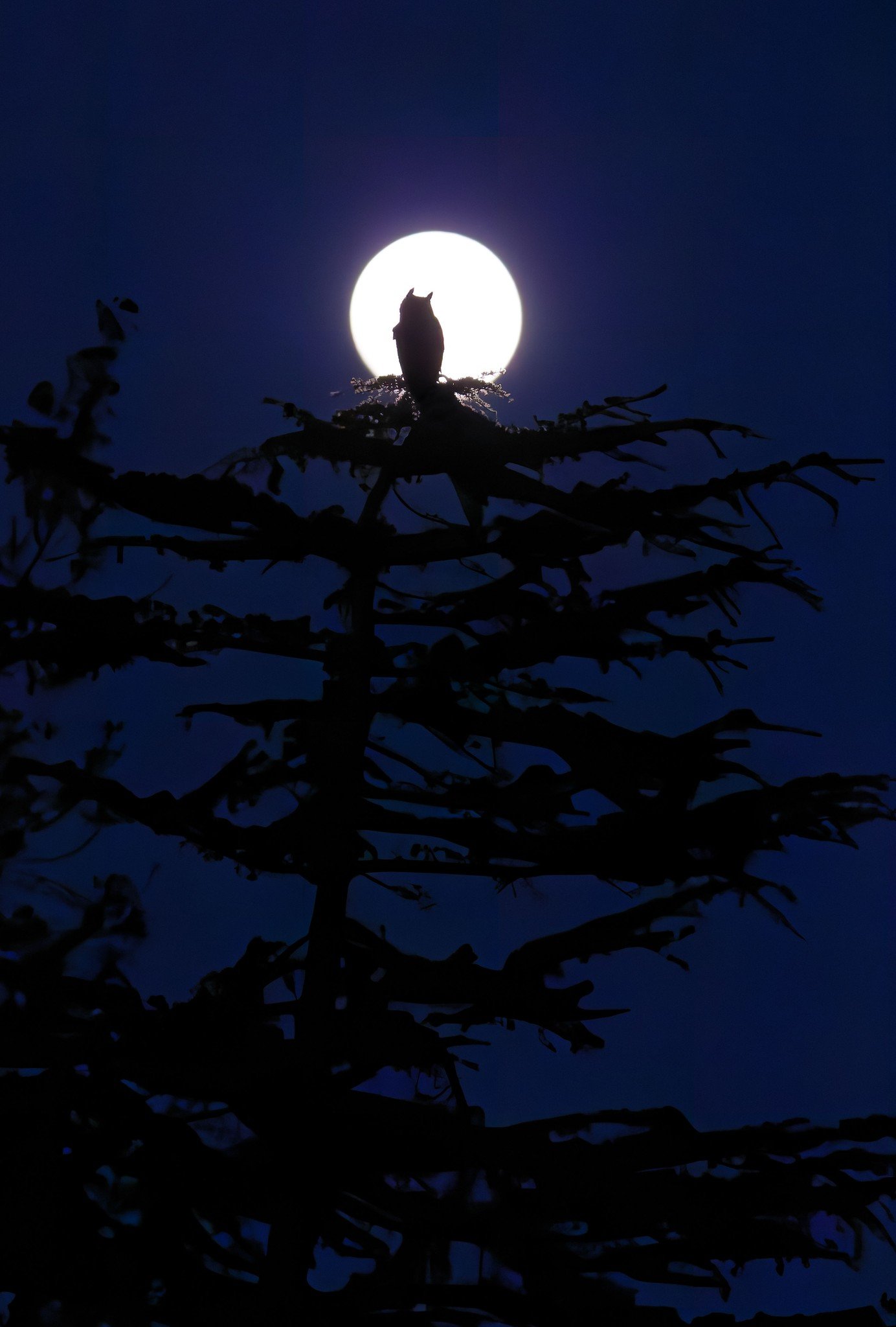 Great Horned Owls nesting