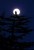 Great Horned Owls nesting