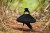 A male Western Parotia dances in the dark rainforest