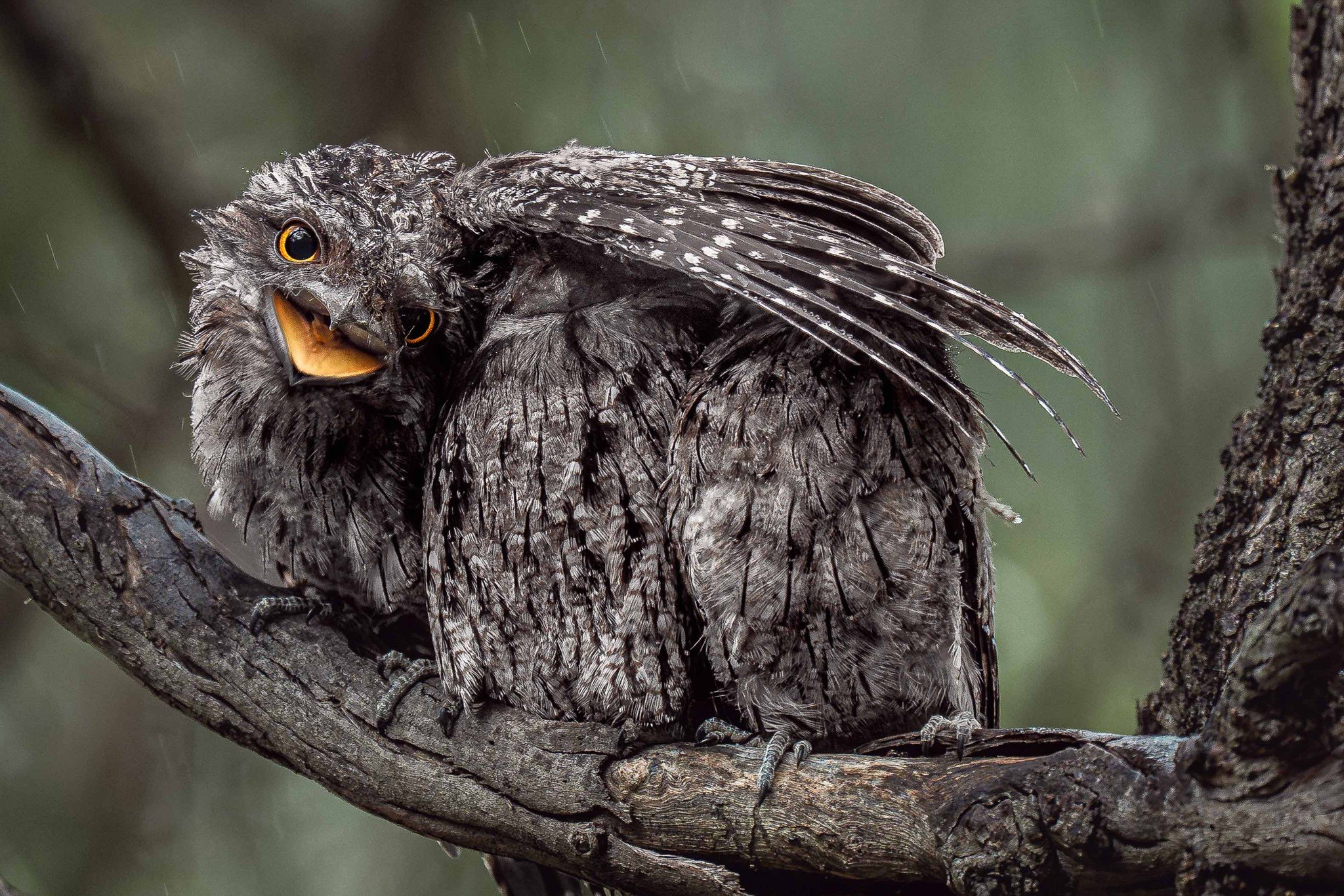 Rain threads through the forest. Camouflaged against bark and shadow, a fledgling tawny frogmouth stretches its wings