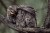 Rain threads through the forest. Camouflaged against bark and shadow, a fledgling tawny frogmouth stretches its wings