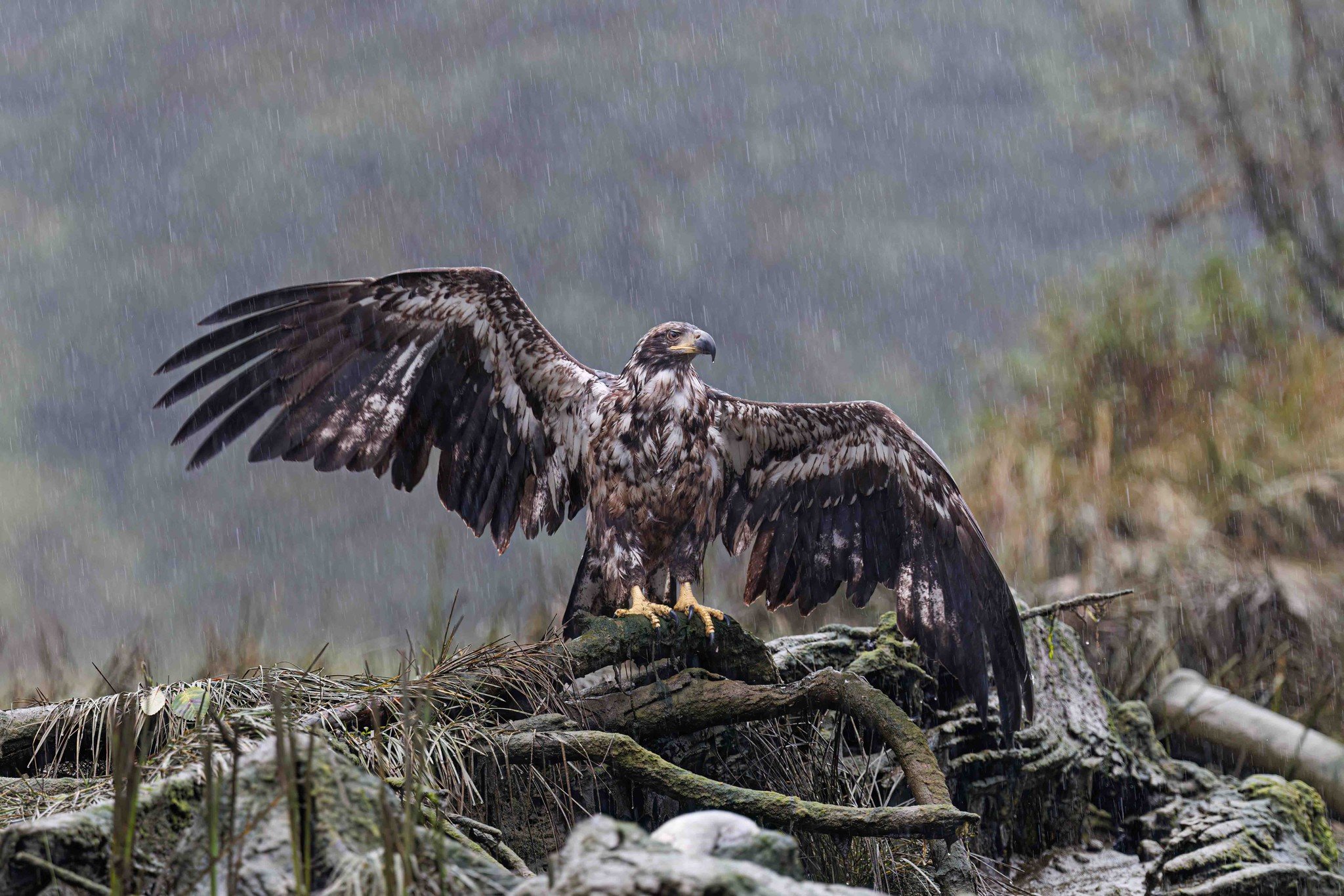 magnificent juvenile bald eagle with its wings spread open