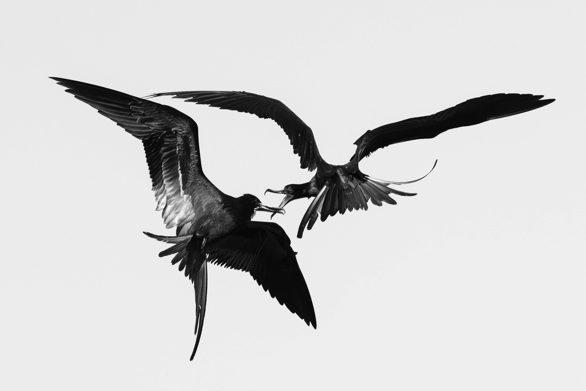 a young male magnificent frigatebird chases another frigatebird
