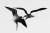 a young male magnificent frigatebird chases another frigatebird