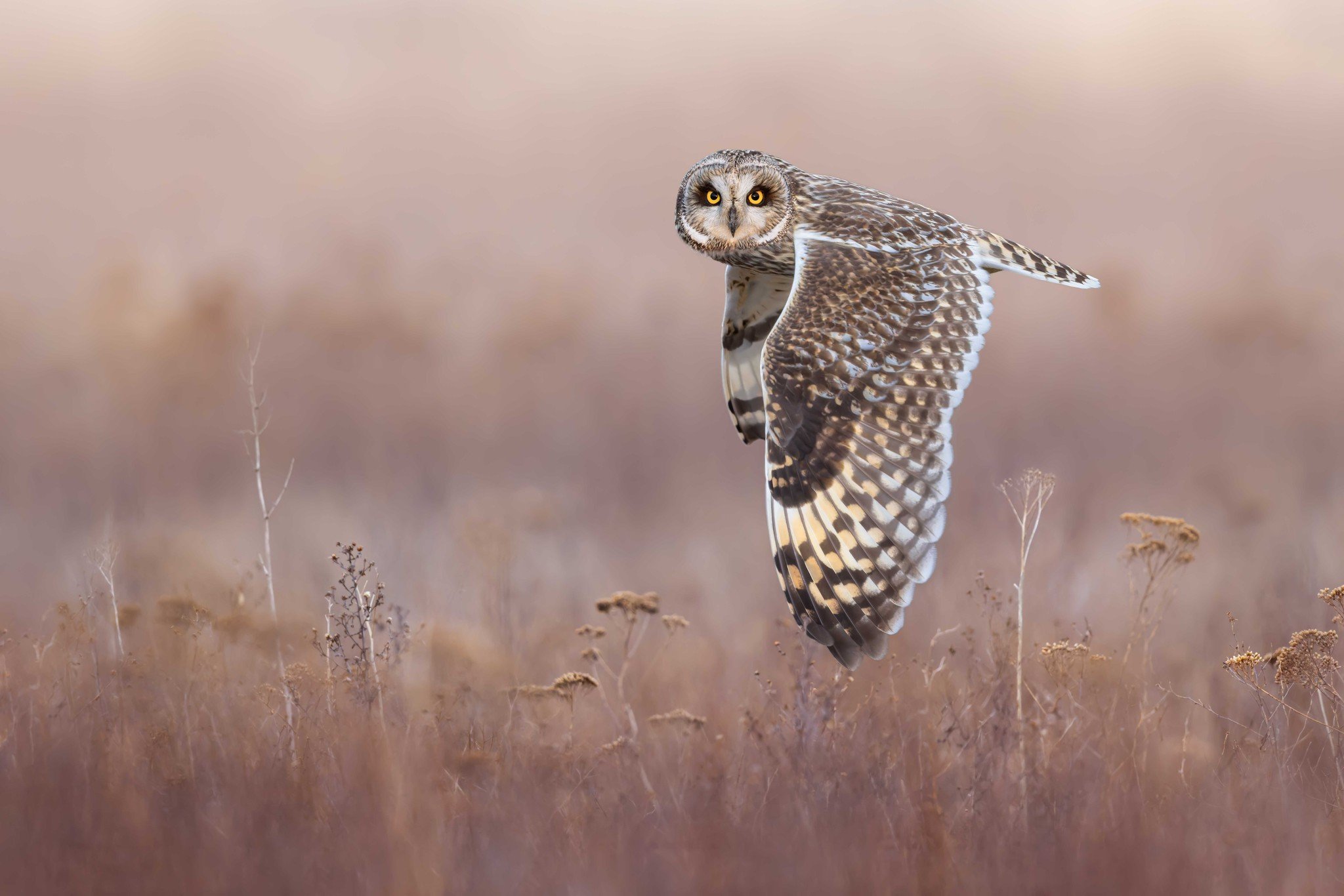 A short-eared owl courses over the salt marshes 
