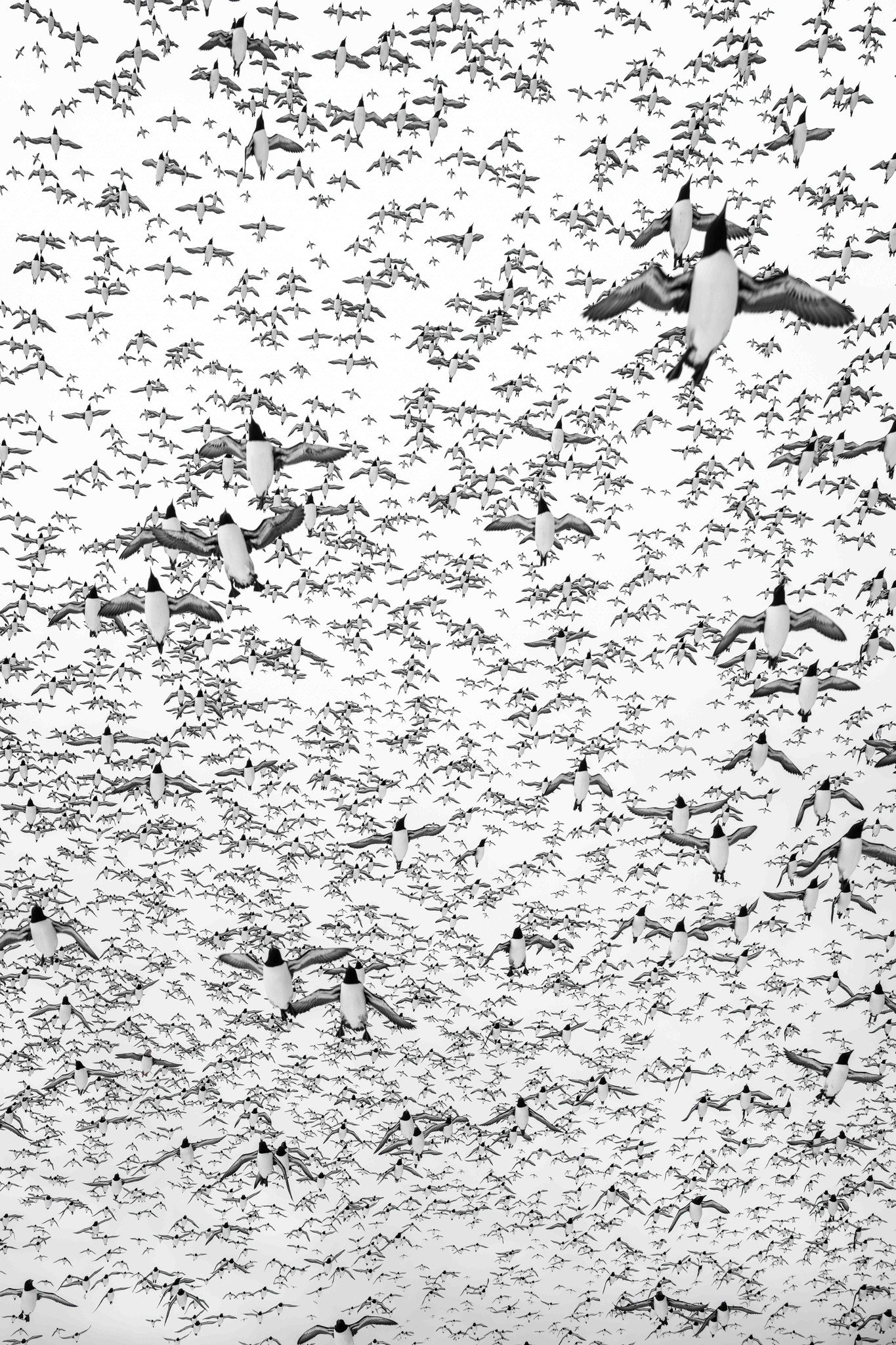 swarm of guillemots in flight.