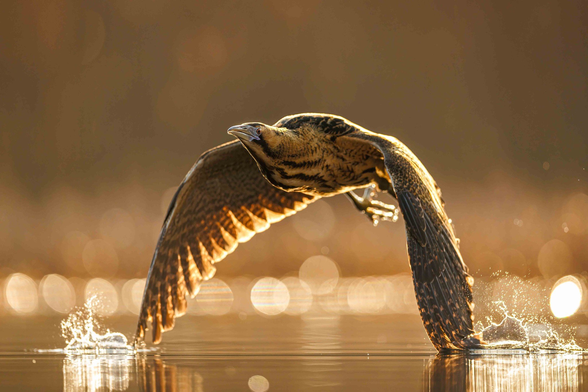 A bittern flying from reedbed to reedbed