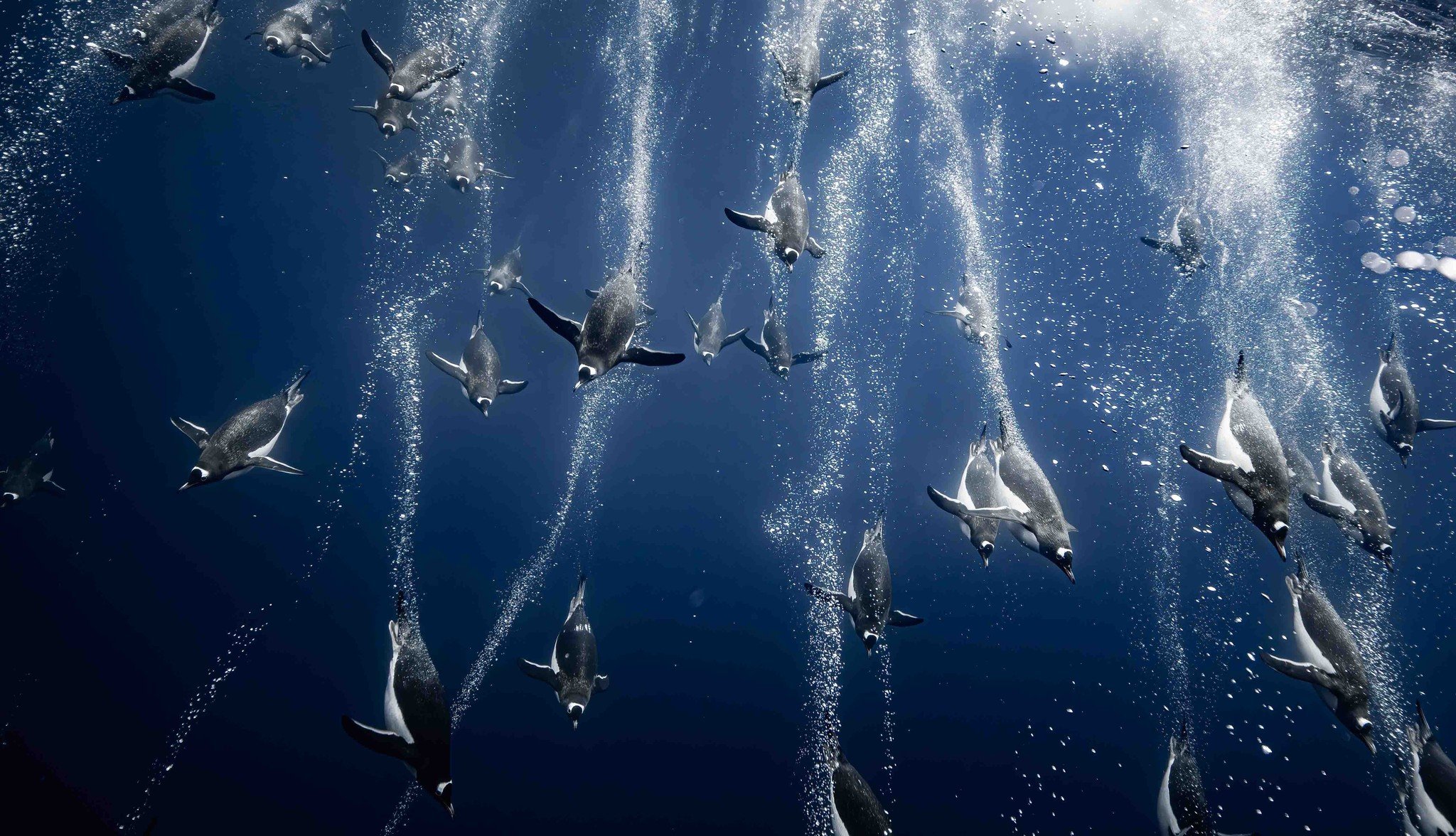 a raft of gentoo penguins