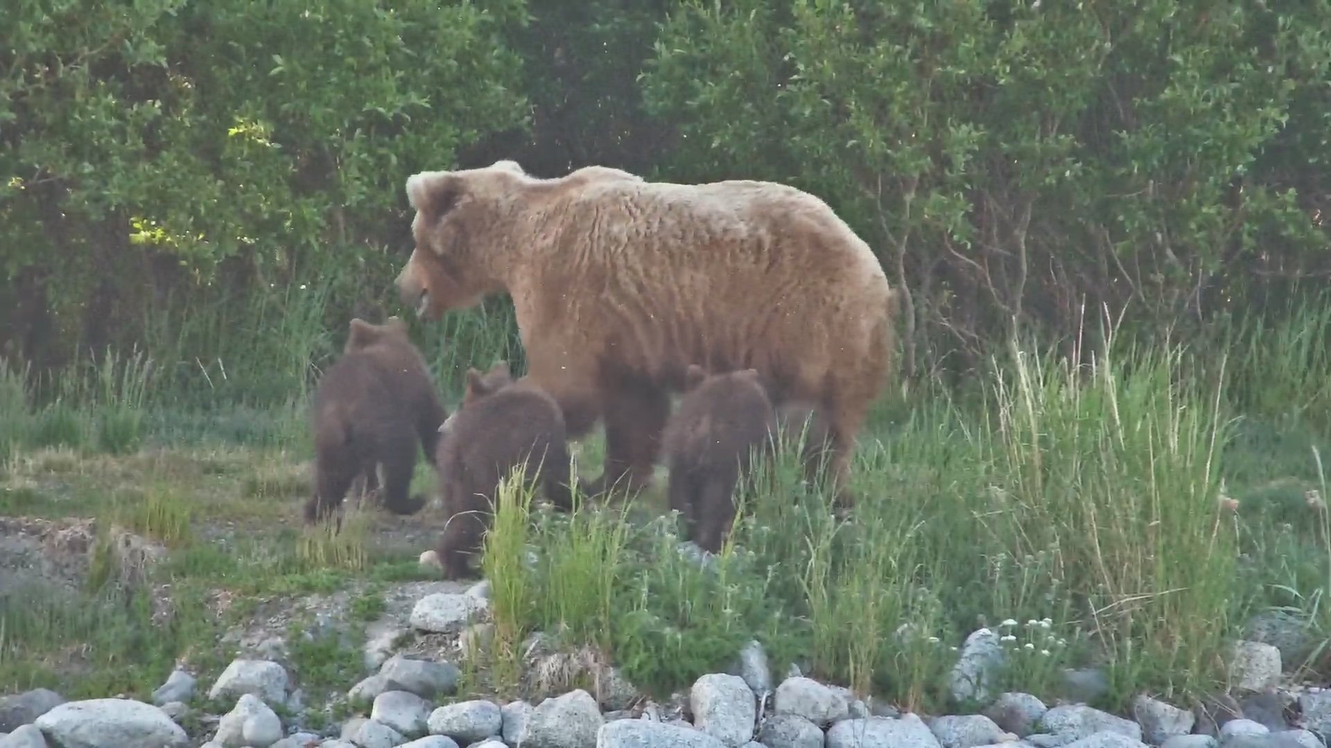 mother bear with three cubs