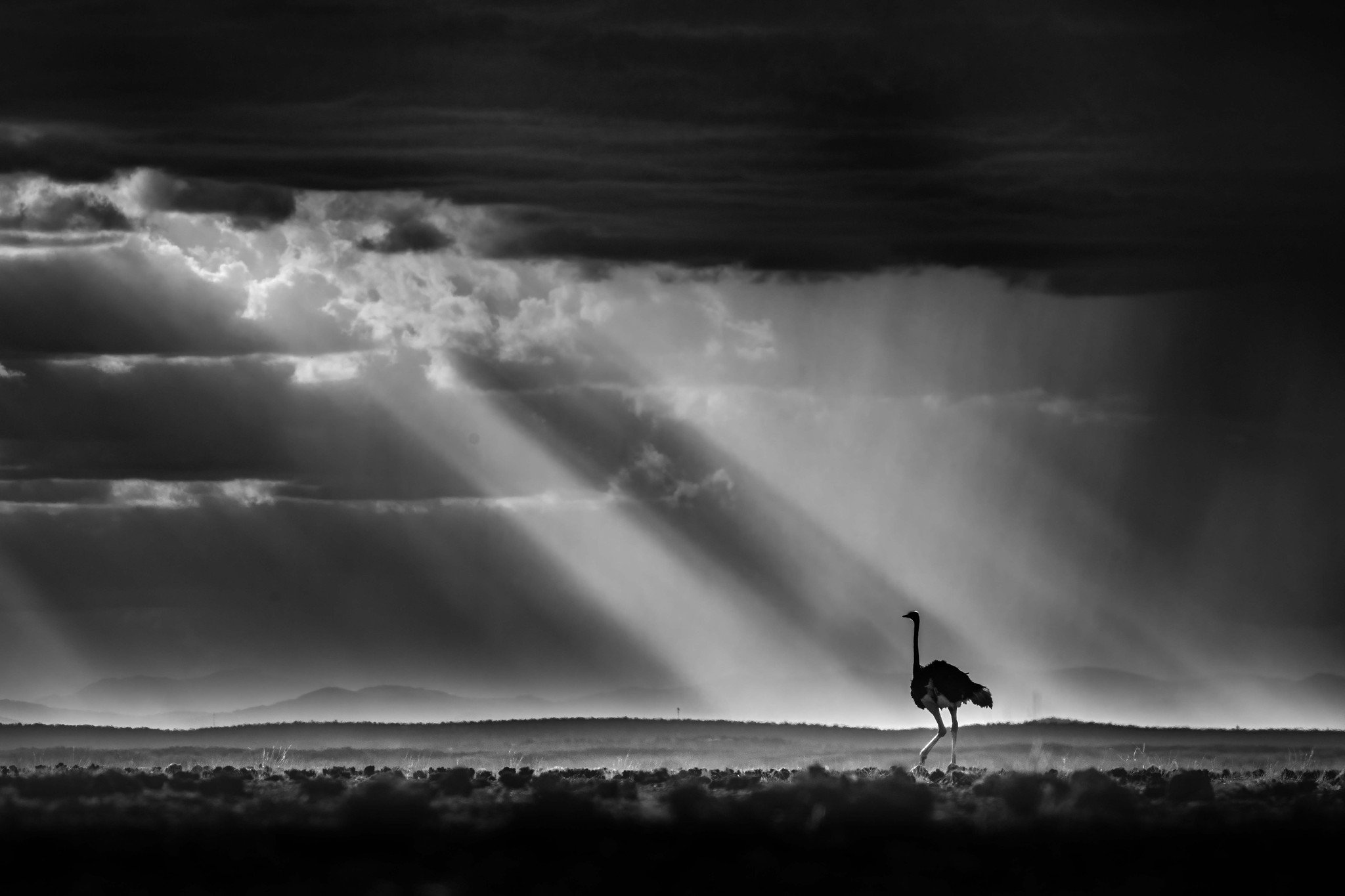 An ostrich makes its way towards the dry lake bed 