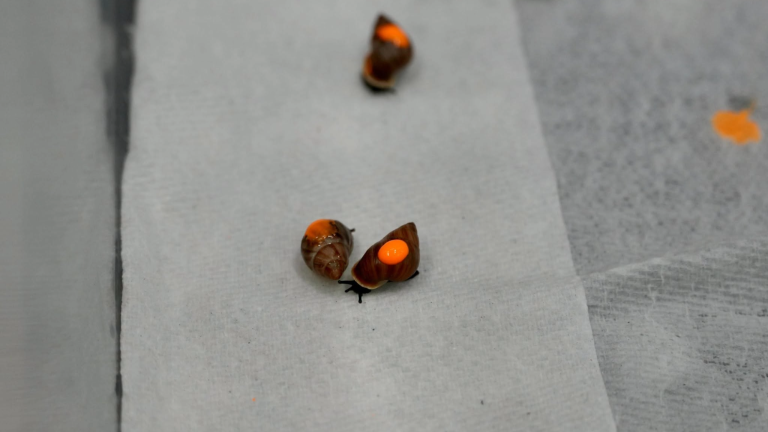 snails on a paper towel with a bright orange dot on their shells