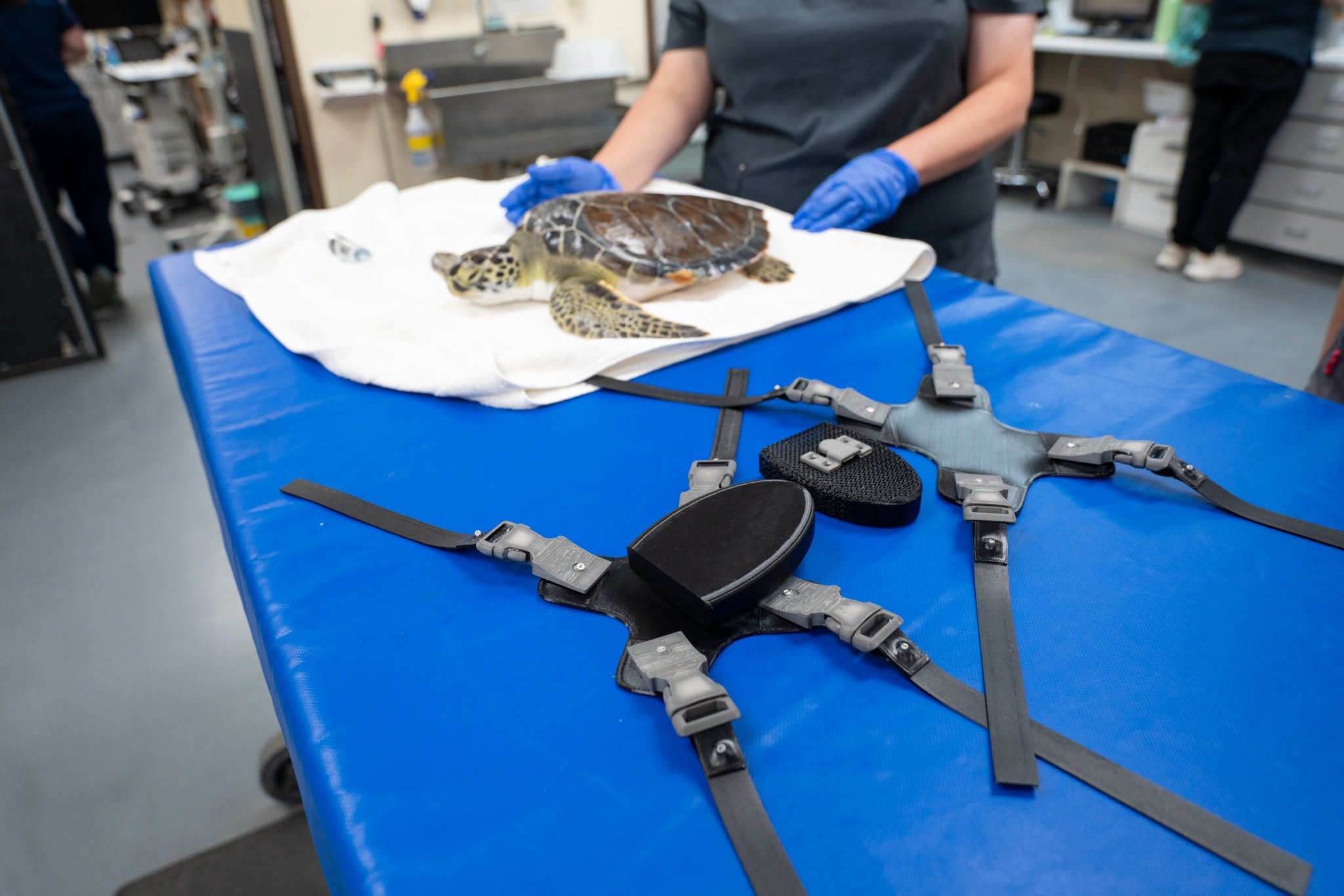 a turtle on a table with harnesses nearby