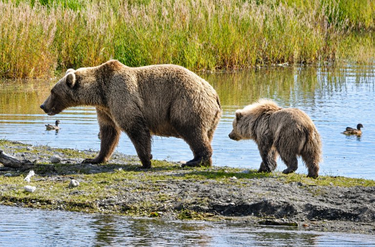 bear with cubs