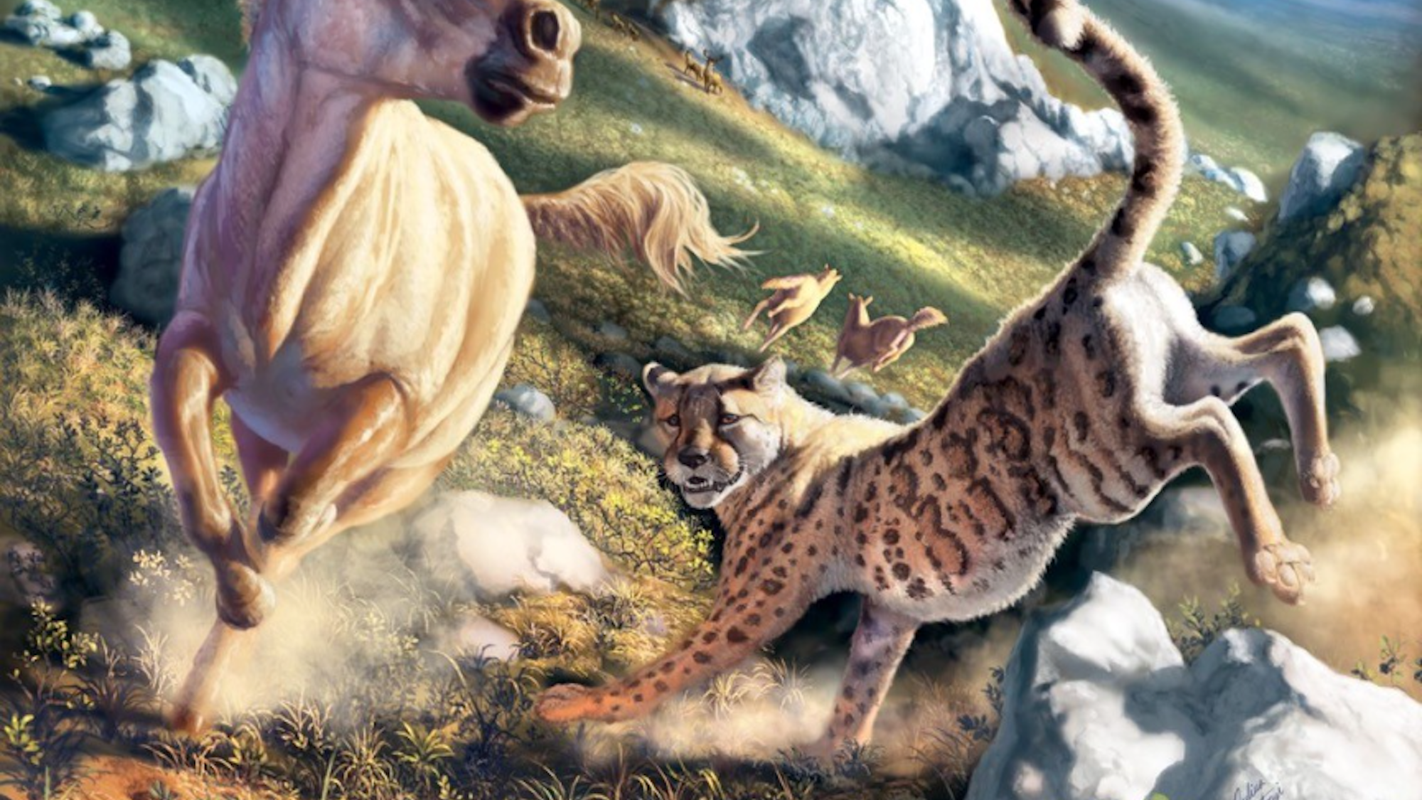 Ancient American cheetahs were not exactly cheetah-like