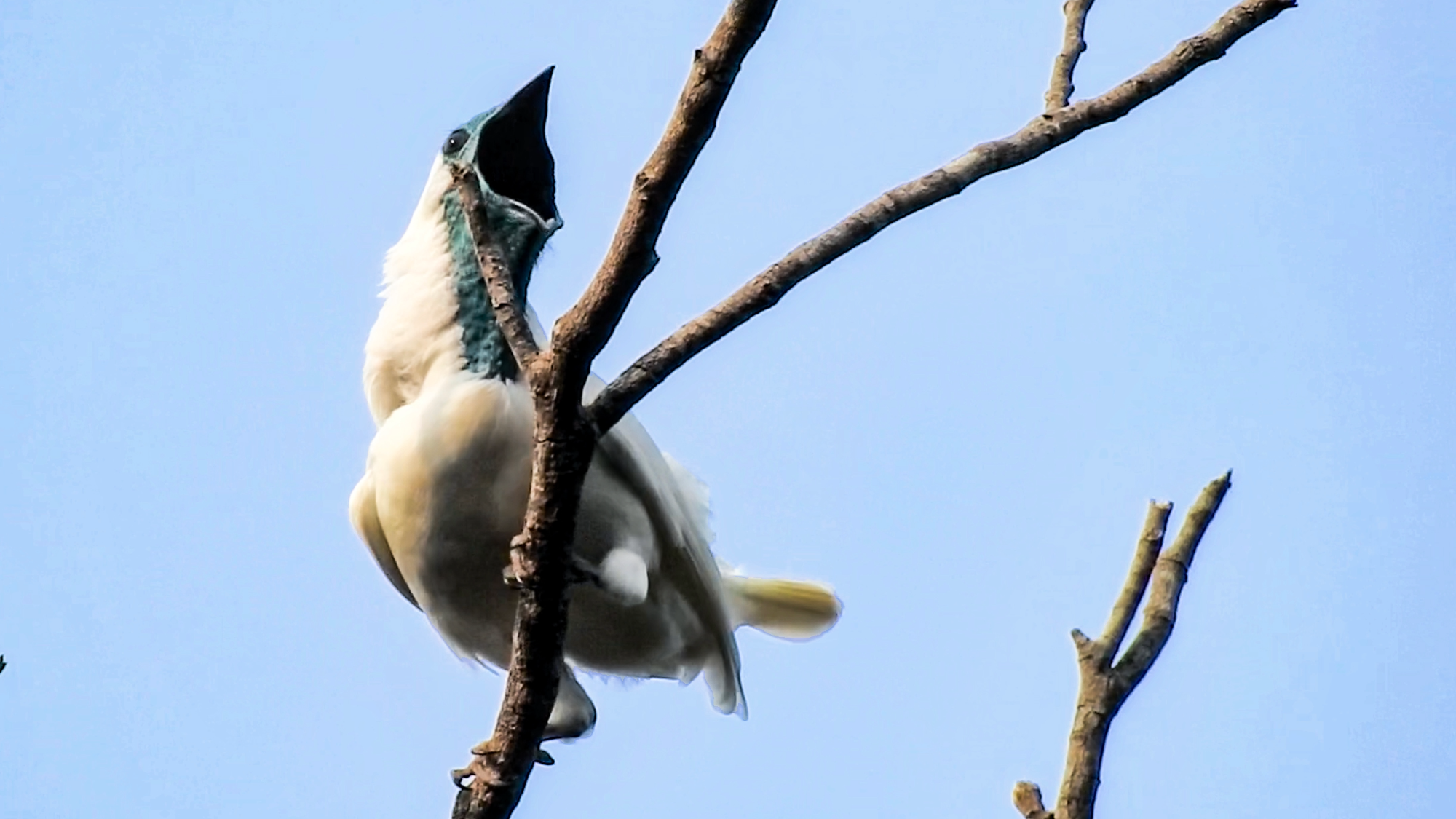 a bird with a blue beak opens it wide
