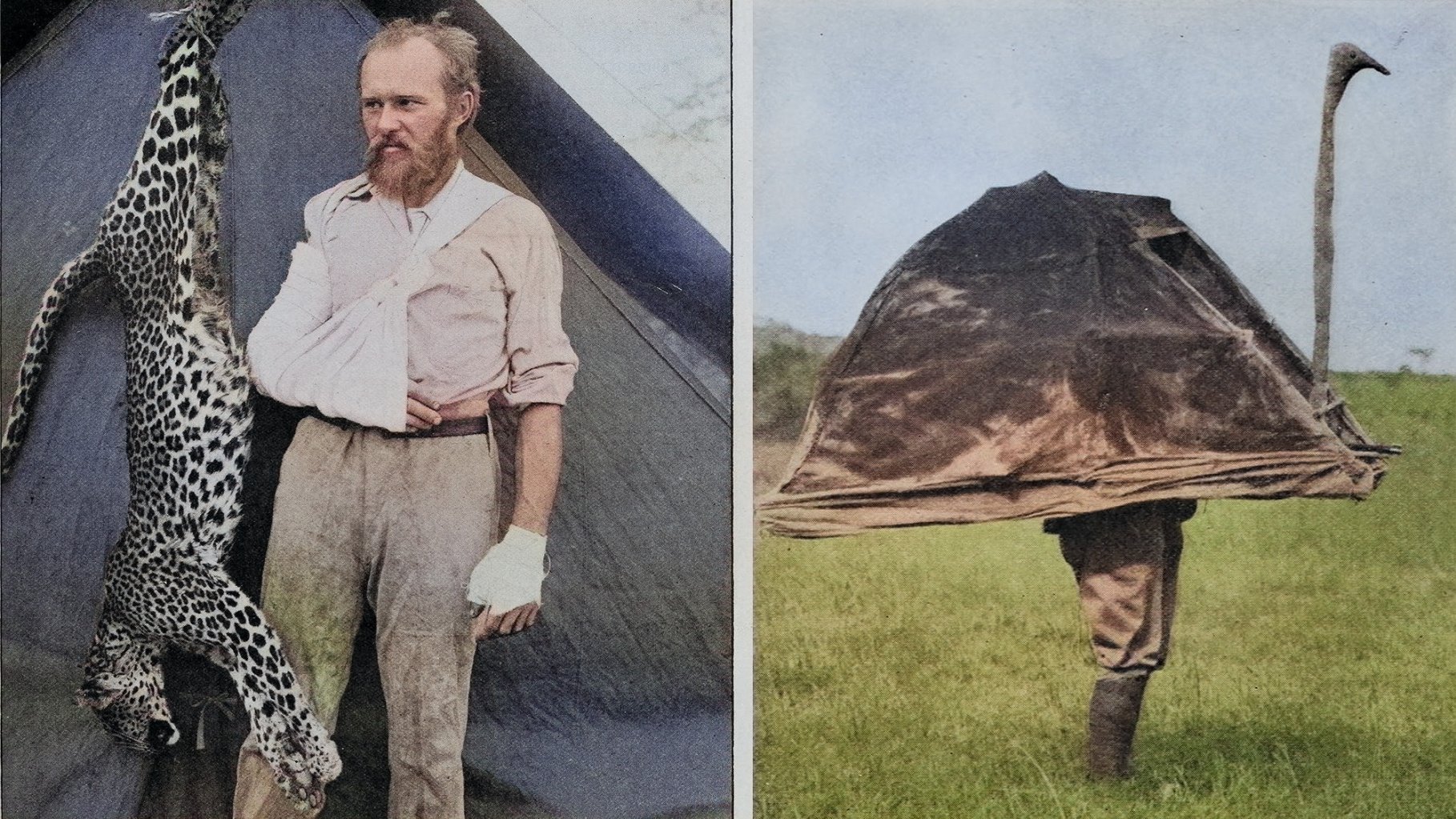 Man poses next to a dead leopard strung up (left) and puts on ostrich costume (right).