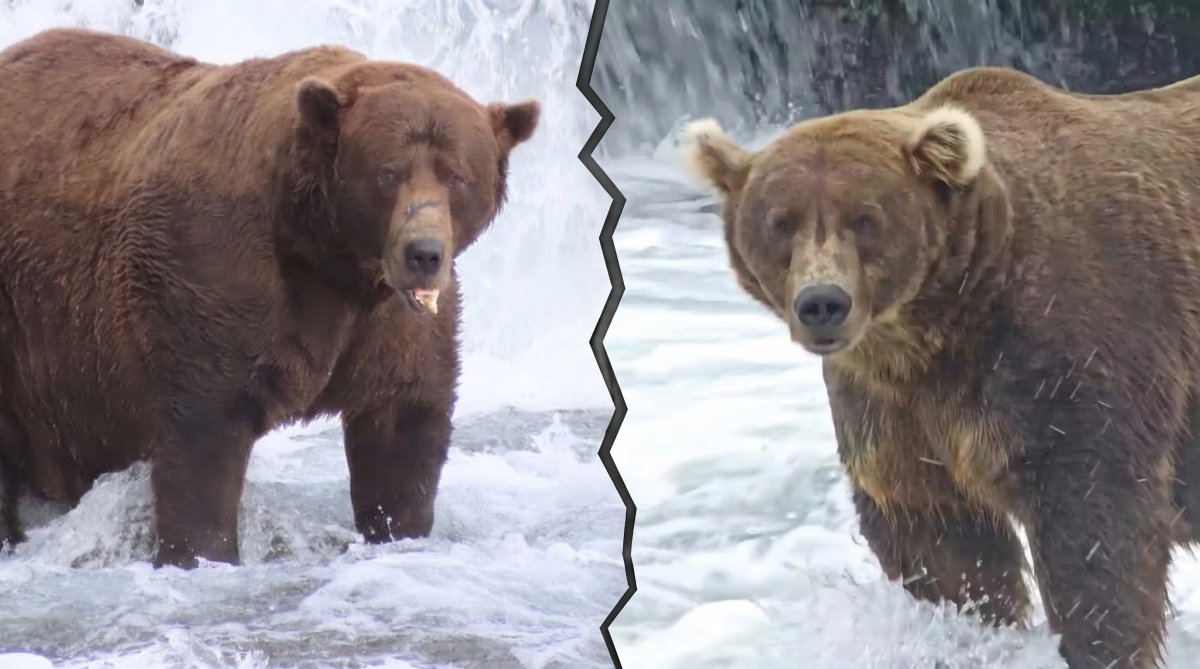 The Fat Bear Week 2026 bracket is here and chunkier than ever